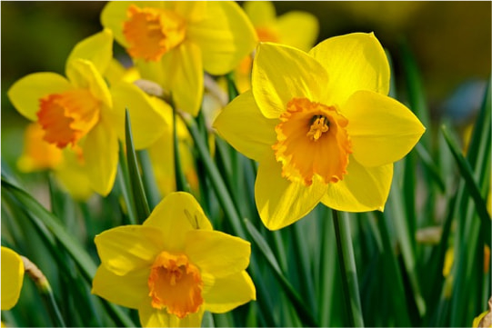 NARCISO AMARILLO